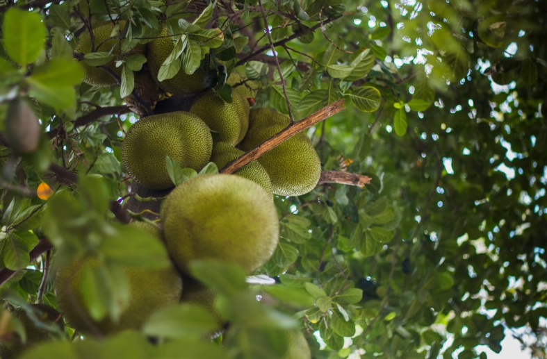 菠蘿蜜核能吃不能吃 菠蘿蜜核的吃法做法 菠蘿蜜核能吃不能吃 菠蘿蜜核的吃法做法