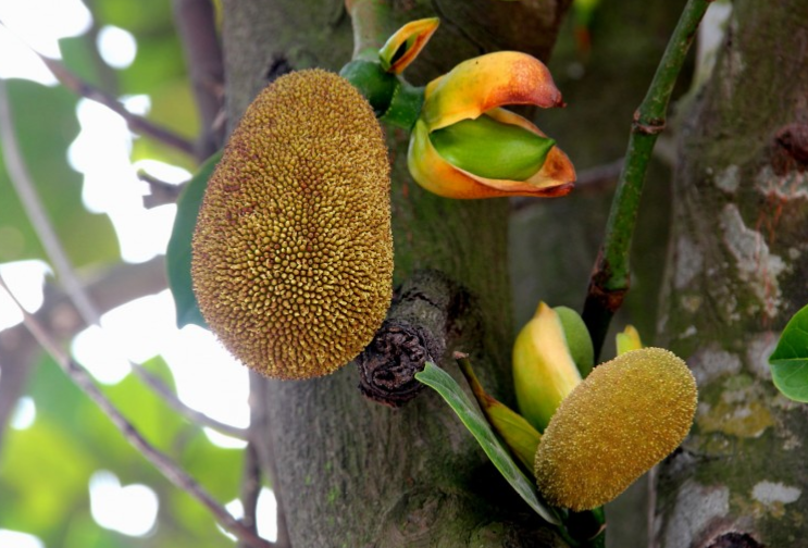 菠蘿蜜籽的功效與營(yíng)養(yǎng)價(jià)值 菠蘿蜜籽有什么營(yíng)養(yǎng) 菠蘿蜜籽的功效與營(yíng)養(yǎng)價(jià)值 菠蘿蜜籽有什么營(yíng)養(yǎng)