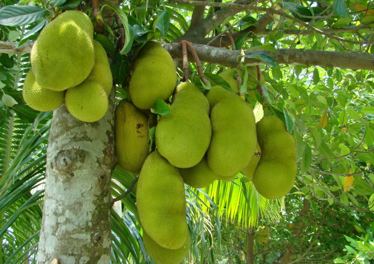 菠蘿蜜吃多了會(huì)上火嗎 吃菠蘿蜜的7大禁忌 菠蘿蜜吃多了會(huì)上火嗎 吃菠蘿蜜的7大禁忌