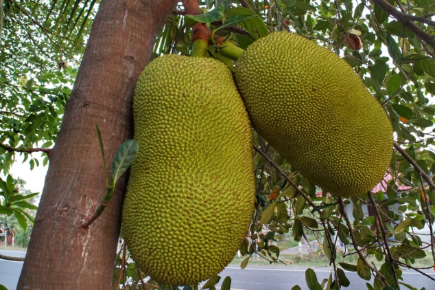 菠蘿蜜核能吃不能吃 菠蘿蜜核的吃法做法 菠蘿蜜核能吃不能吃 菠蘿蜜核的吃法做法