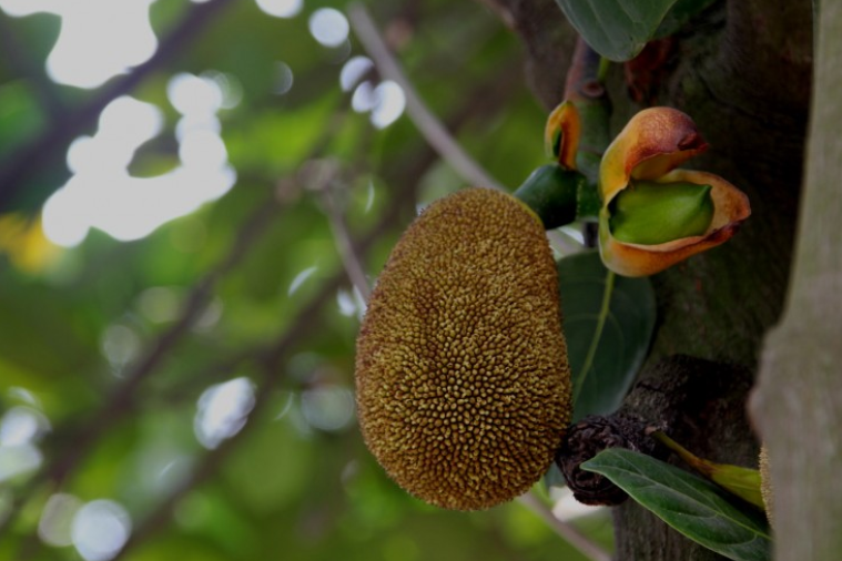 菠蘿蜜籽的功效與營(yíng)養(yǎng)價(jià)值 菠蘿蜜籽有什么營(yíng)養(yǎng) 菠蘿蜜籽的功效與營(yíng)養(yǎng)價(jià)值 菠蘿蜜籽有什么營(yíng)養(yǎng)