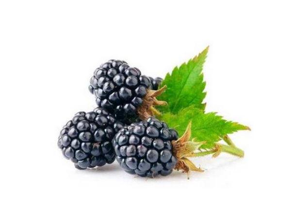 桑葚有幾種品種 桑葚有毛能不能吃 桑葚有幾種品種 桑葚有毛能不能吃