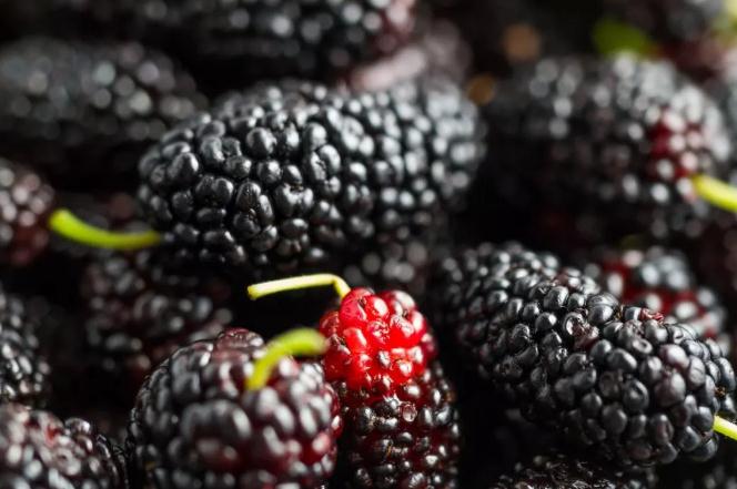 桑葚可以直接吃嗎 桑葚一次吃多少為宜 桑葚可以直接吃嗎 桑葚一次吃多少為宜