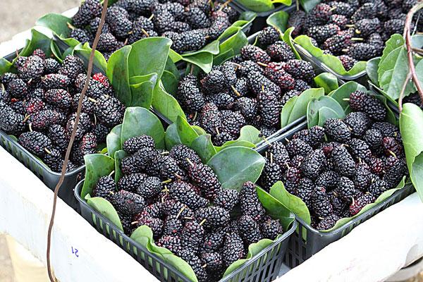 桑葚怎么洗才能干凈 桑葚怎么吃 桑葚怎么洗才能干凈 桑葚怎么吃