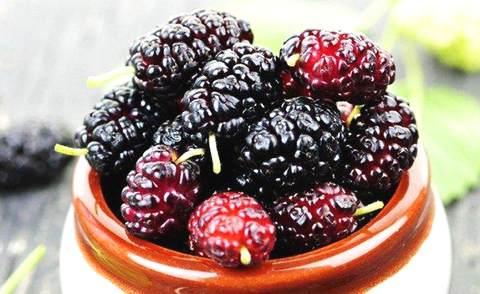 桑葚要泡鹽水嗎 要泡多長時間 桑葚要泡鹽水嗎 要泡多長時間