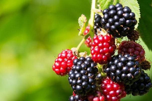 桑葚可以直接吃嗎 桑葚一次吃多少為宜 桑葚可以直接吃嗎 桑葚一次吃多少為宜