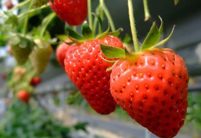 吃草莓會過敏嗎 為什么吃草莓會過敏 吃草莓會過敏嗎 為什么吃草莓會過敏