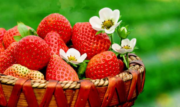 吃草莓減肥還是發(fā)胖 吃草莓會(huì)長(zhǎng)胖嗎