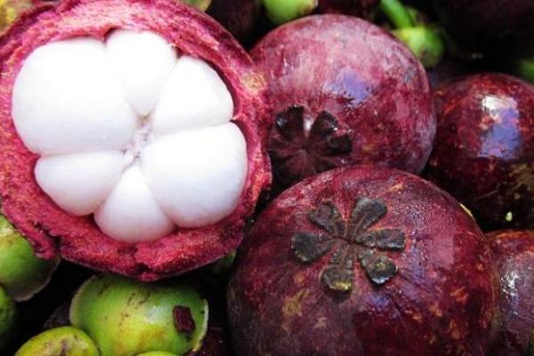 山竹的功效與作用 山竹的營養(yǎng)成分 山竹的功效與作用 山竹的營養(yǎng)成分