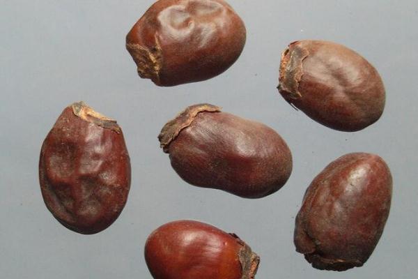 荔枝核怎么服用 荔枝核煮水一般煮幾顆合適 荔枝核怎么服用 荔枝核煮水一般煮幾顆合適