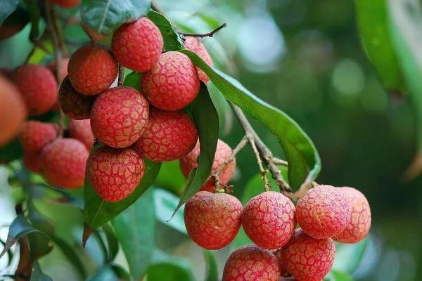 荔枝有酒精含量嗎 吃荔枝可以查出酒駕是真的嗎 荔枝有酒精含量嗎 吃荔枝可以查出酒駕是真的嗎