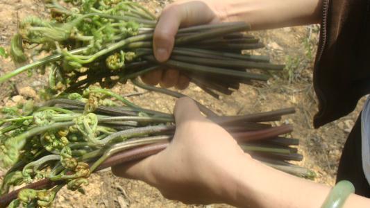 龍爪菜的功效與副作用 龍爪菜會(huì)致癌嗎