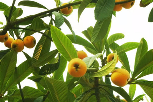 枇杷葉煮水可以加蜂蜜一起喝嗎 枇杷葉和什么一起煮止咳效果最好 枇杷葉煮水可以加蜂蜜一起喝嗎 枇杷葉和什么一起煮止咳效果最好