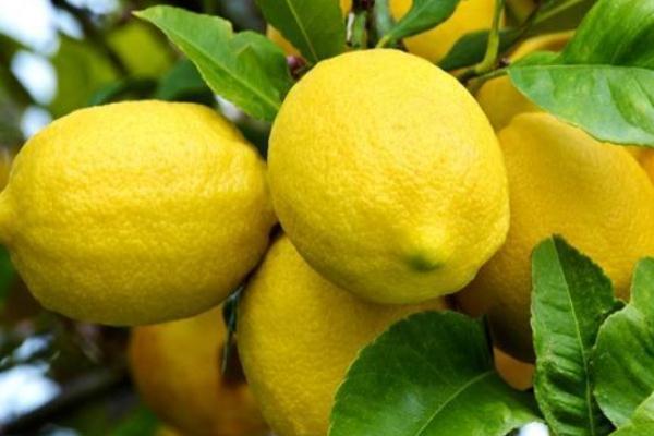 檸檬的各種吃法 吃檸檬的好處 檸檬的各種吃法 吃檸檬的好處