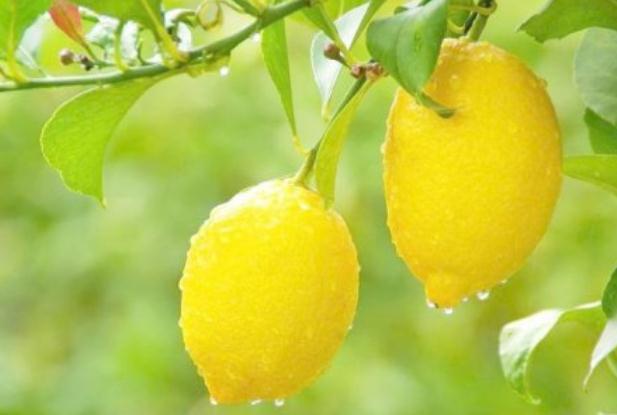 檸檬的各種吃法 吃檸檬的好處 檸檬的各種吃法 吃檸檬的好處