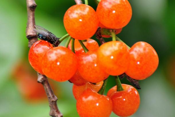 吃櫻桃上火嗎 吃櫻桃上火了怎么去火 吃櫻桃上火嗎 吃櫻桃上火了怎么去火