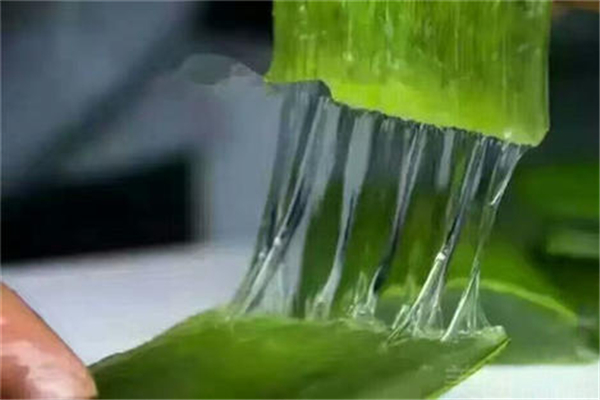 蘆薈灌膚會(huì)過敏嗎 蘆薈灌膚真的有用嗎 蘆薈灌膚會(huì)過敏嗎 蘆薈灌膚真的有用嗎