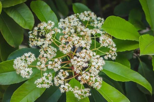 石楠花的花期有多長 石楠花養(yǎng)多長時間會開花 石楠花的花期有多長 石楠花養(yǎng)多長時間會開花