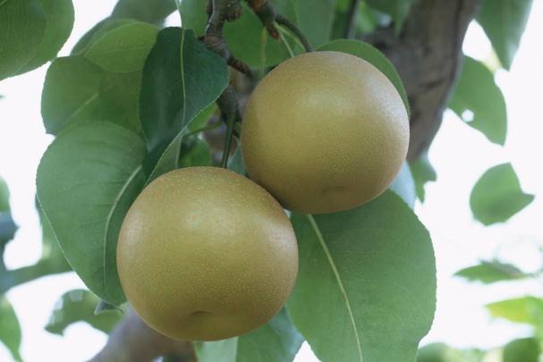 梨子怎么存放時(shí)間長 梨子可以放冰箱里面保存嗎