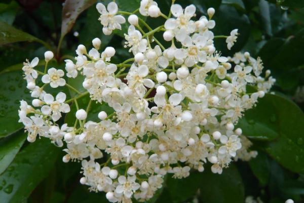 石楠花為什么要種在學(xué)校 石楠花為什么是精子味 石楠花為什么要種在學(xué)校 石楠花為什么是精子味