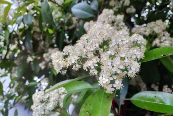 石楠花為什么要種在學(xué)校 石楠花為什么是精子味 石楠花為什么要種在學(xué)校 石楠花為什么是精子味