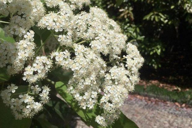 石楠花的功效與作用 石楠花可以食用嗎 石楠花的功效與作用 石楠花可以食用嗎