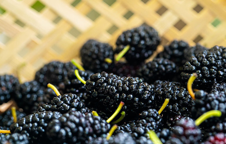 桑葚酒能降血壓嗎 桑葚酒能降血糖嗎 桑葚酒能降血壓嗎 桑葚酒能降血糖嗎