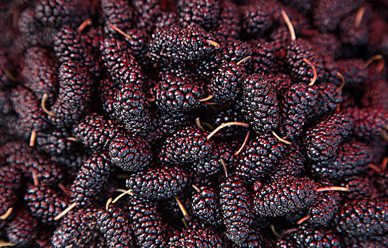 桑葚酒發(fā)酵幾天可以喝 桑葚酒用干果好還是鮮果好 桑葚酒發(fā)酵幾天可以喝 桑葚酒用干果好還是鮮果好