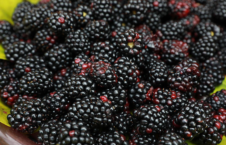 桑葚酒能降血壓嗎 桑葚酒能降血糖嗎 桑葚酒能降血壓嗎 桑葚酒能降血糖嗎