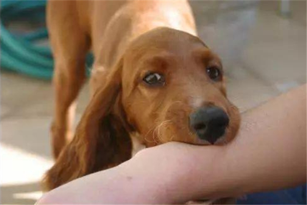 狂犬病是什么 狂犬病是怎么傳染的 狂犬病是什么 狂犬病是怎么傳染的