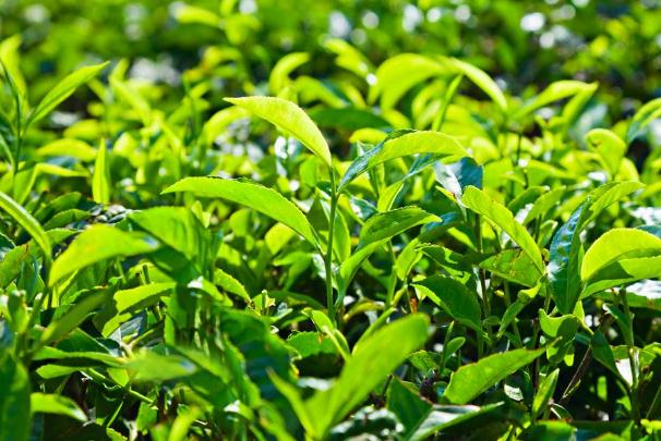 茶葉的功效與作用 茶葉的營養(yǎng)價值 茶葉的功效與作用 茶葉的營養(yǎng)價值