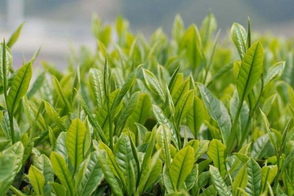 茶葉的儲藏方法 茶葉可以放冰箱保存嗎