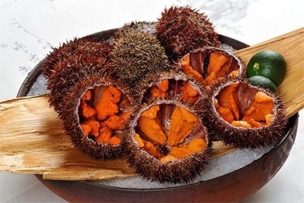 海膽是動物還是植物 海膽吃的是哪個(gè)部位