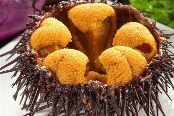 海膽是動物還是植物 海膽吃的是哪個(gè)部位