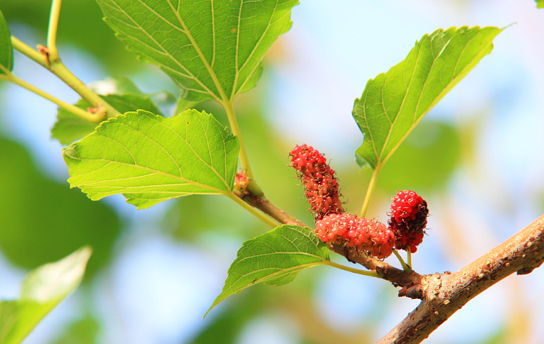 桑葚子有什么作用和功效 桑葚子泡水喝起什么作用 桑葚子有什么作用和功效 桑葚子泡水喝起什么作用