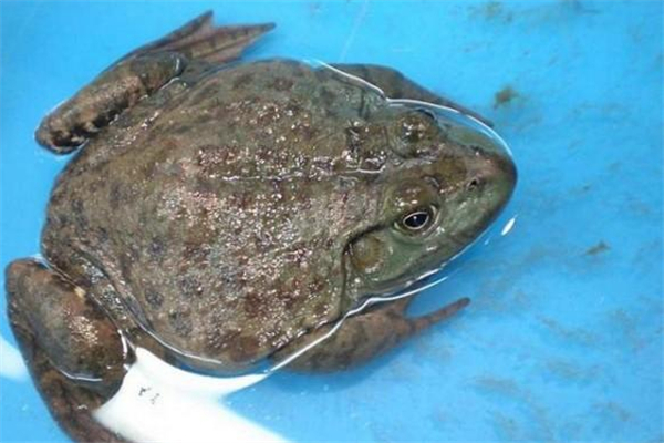 牛蛙什么季節(jié)吃最好 牛蛙怎么挑選 牛蛙什么季節(jié)吃最好 牛蛙怎么挑選