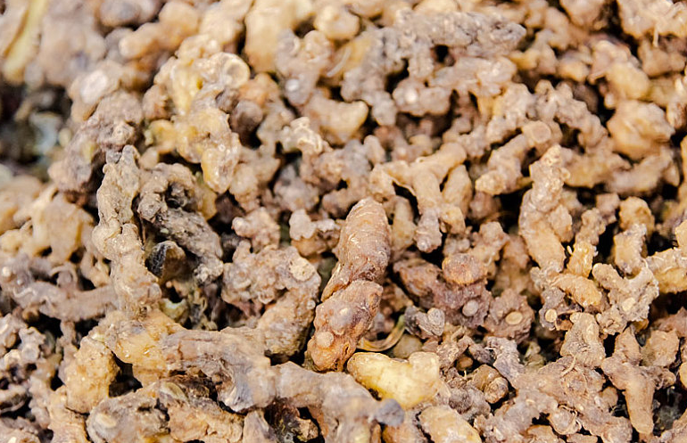 黃精藥材有什么功效 中藥黃精的作用 黃精藥材有什么功效 中藥黃精的作用