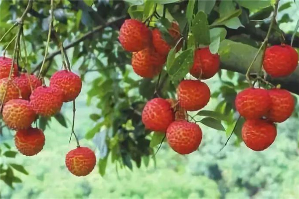 荔枝有蟲子能吃嗎 荔枝為什么有蟲子 荔枝有蟲子能吃嗎 荔枝為什么有蟲子