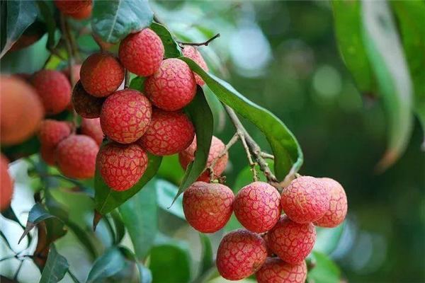 荔枝有多少品種 荔枝哪個(gè)品種好吃