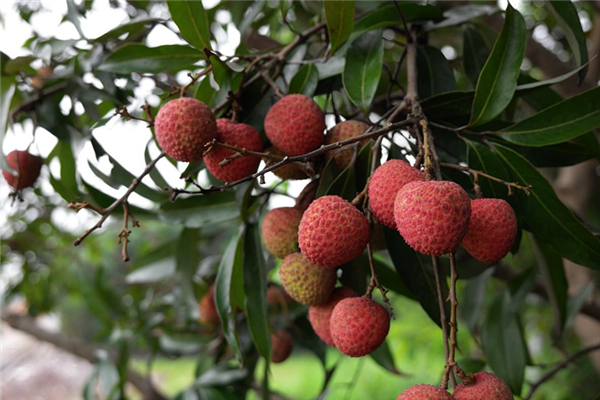 荔枝有蟲子能吃嗎 荔枝為什么有蟲子 荔枝有蟲子能吃嗎 荔枝為什么有蟲子