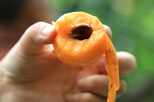 枇杷和什么不能同時(shí)食用 枇杷的飲食禁忌 枇杷和什么不能同時(shí)食用 枇杷的飲食禁忌