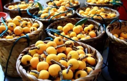 枇杷和什么不能同時(shí)食用 枇杷的飲食禁忌 枇杷和什么不能同時(shí)食用 枇杷的飲食禁忌