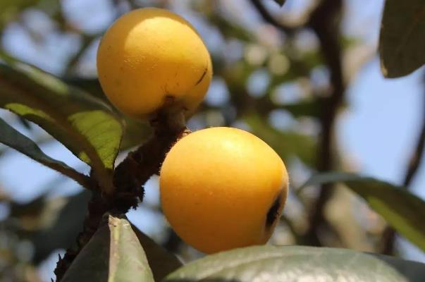 枇杷可以保存多久 吃枇杷的注意事項 枇杷可以保存多久 吃枇杷的注意事項