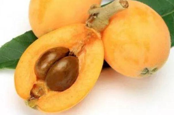 枇杷核的藥用價值 枇杷核有毒嗎 枇杷核的藥用價值 枇杷核有毒嗎