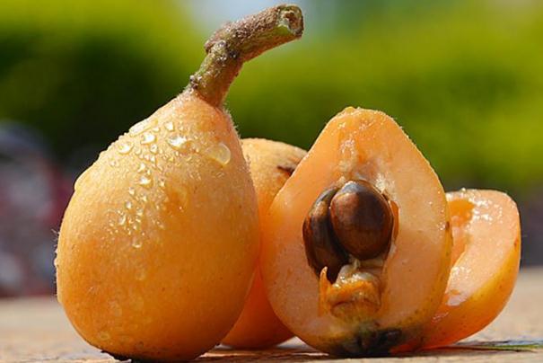 吃枇杷可以治咳嗽嗎 直接吃枇杷果能治咳嗽嗎 吃枇杷可以治咳嗽嗎 直接吃枇杷果能治咳嗽嗎