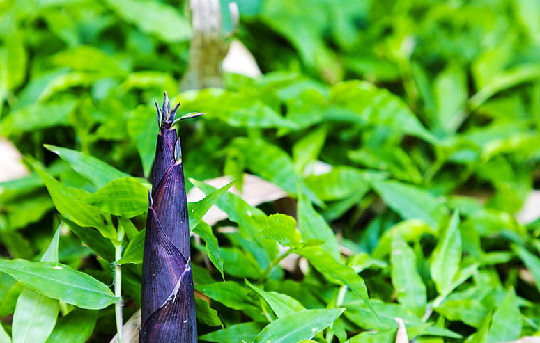 竹筍是發(fā)物的食物嗎 什么樣的人不宜吃竹筍 竹筍是發(fā)物的食物嗎 什么樣的人不宜吃竹筍