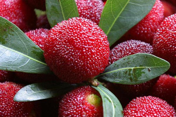 楊梅如何清洗 楊梅怎么洗蟲子能出來 楊梅如何清洗 楊梅怎么洗蟲子能出來