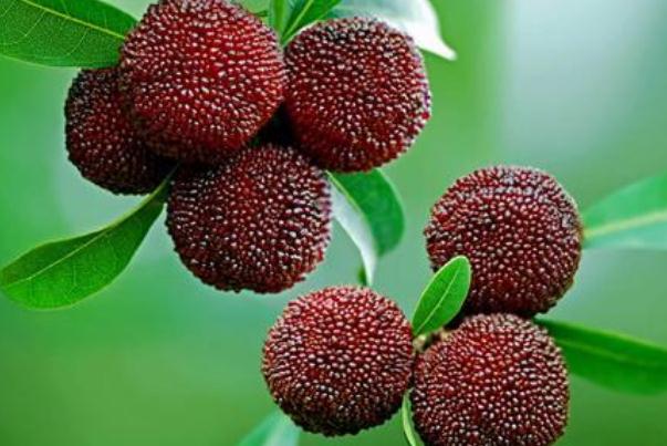 楊梅如何清洗 楊梅怎么洗蟲子能出來 楊梅如何清洗 楊梅怎么洗蟲子能出來