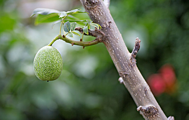 無(wú)花果葉治療痔瘡真的有效嗎 無(wú)花果葉功效與作用 無(wú)花果葉治療痔瘡真的有效嗎 無(wú)花果葉功效與作用