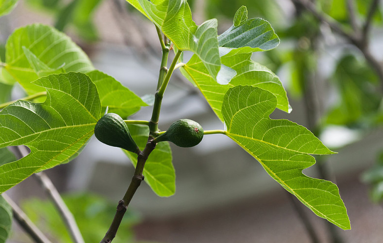 5種人不能吃無花果 孕婦能不能吃無花果 5種人不能吃無花果 孕婦能不能吃無花果